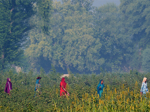 Milliner Cotton Initiative